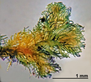 Ptilidium pulcherrimum - shoot tip female plant