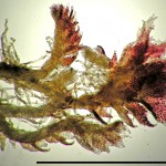 Cephaloziella spinigera - autoicous shoot