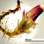 Cephaloziella spinigera - female shoot