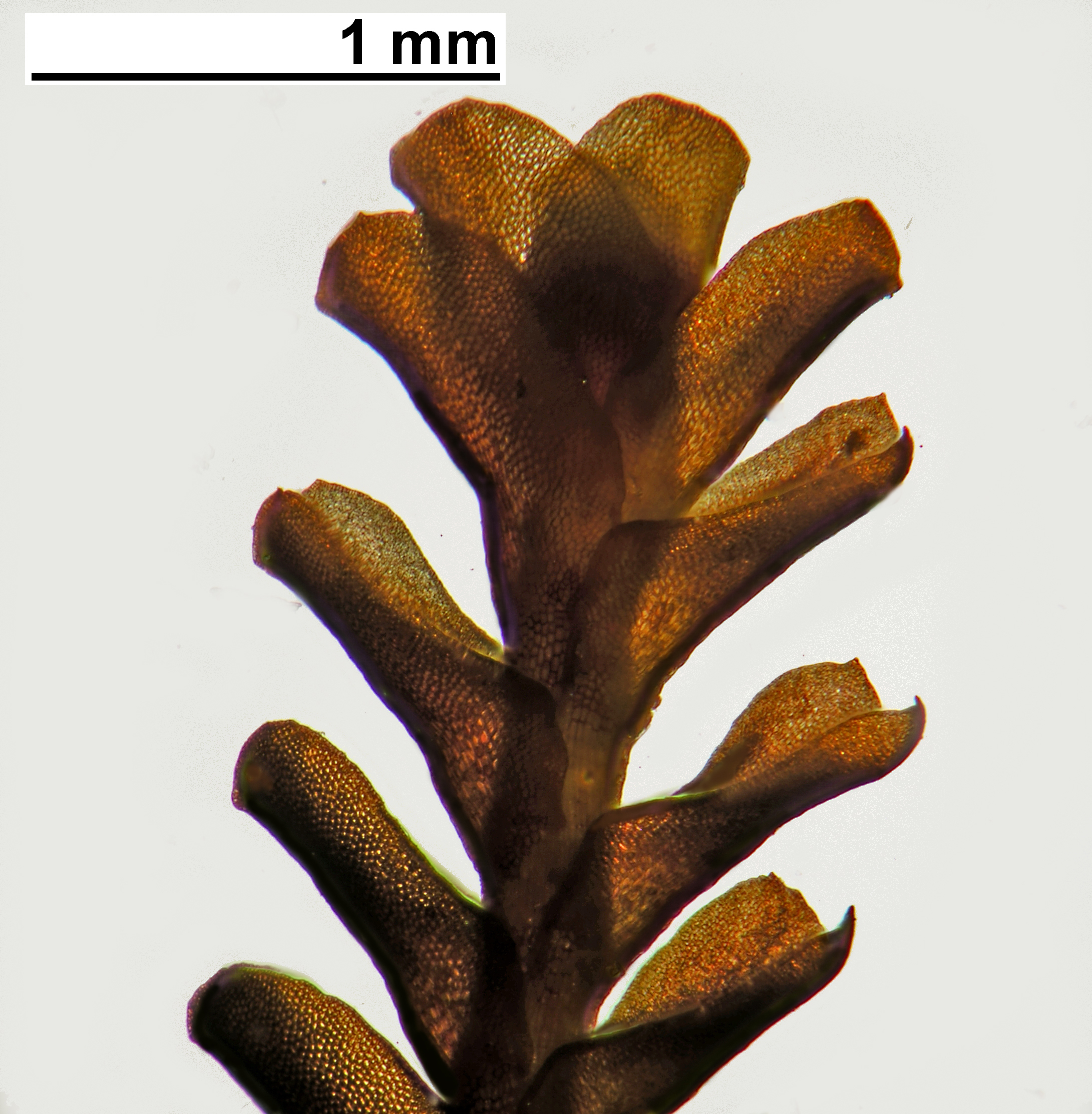 Marsupella aquatica - shoot tip dorsal