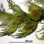 Ptilidium pulcherrimum - male bracts