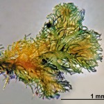Ptilidium pulcherrimum - shoot tip female plant