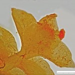 Scapania gymnostomophila - shoot tip