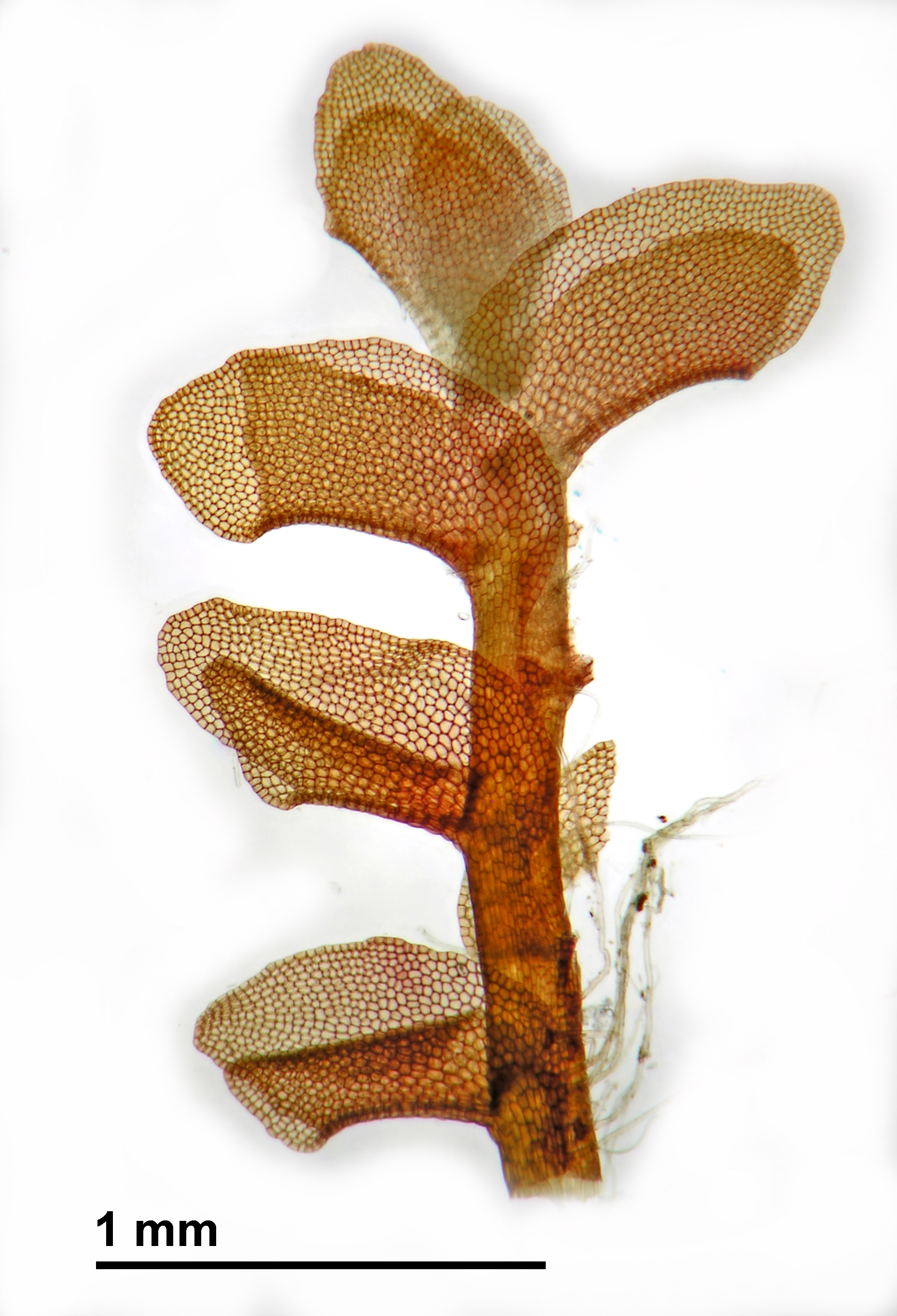 Scapania obscura - ventral aspect, stripped