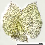 Schofieldia monticola - leaf