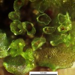 Sphaerocarpos hians - female thallus