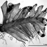 Tritomaria exsectiformis - shoot