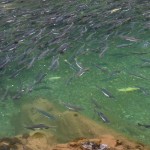 10 Humpback salmon in pool