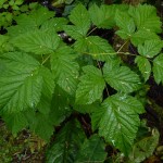 18 Salmonberry leaves